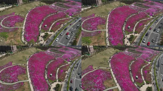 城市花海