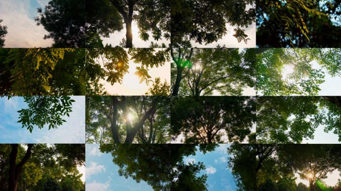 【4K】森林树林大自然植物光影