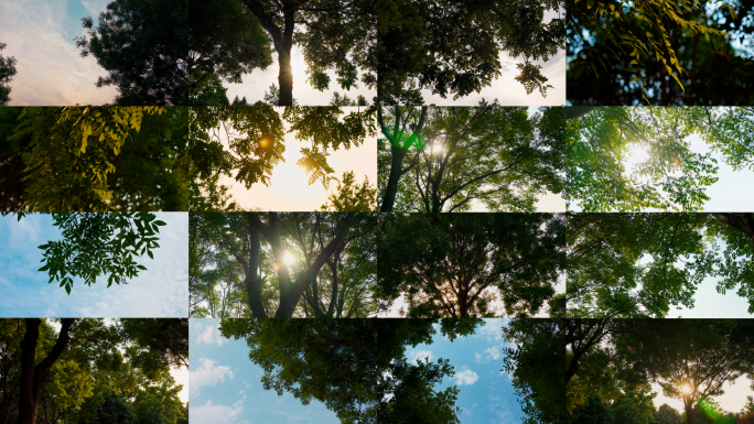 【4K】森林树林大自然植物光影
