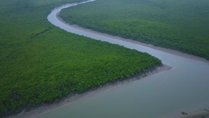 红树林湿地的河流