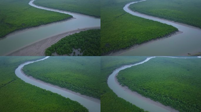 红树林湿地的河流