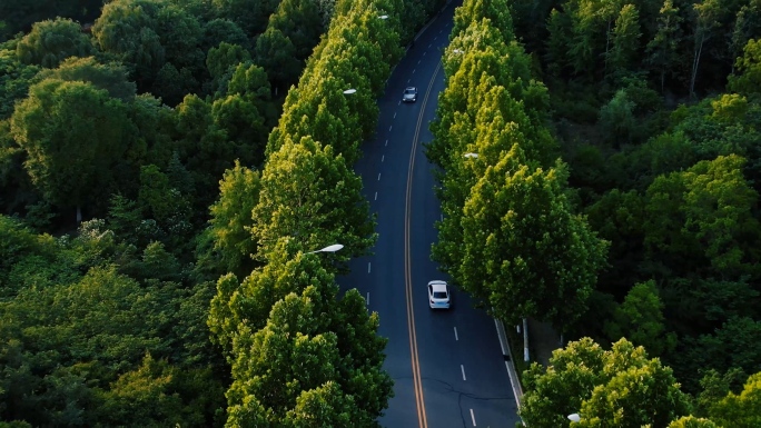 林阴大道 汽车行驶