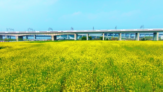 油菜花高铁航拍