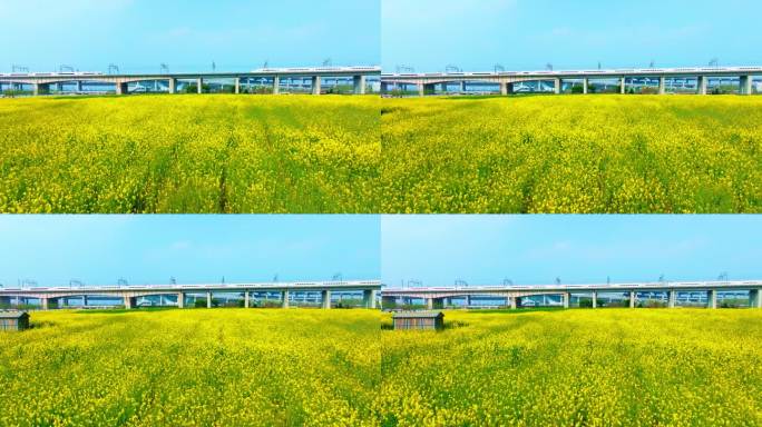 油菜花高铁航拍