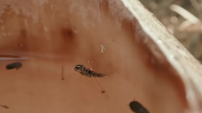 蚊子蚊子幼虫孵化