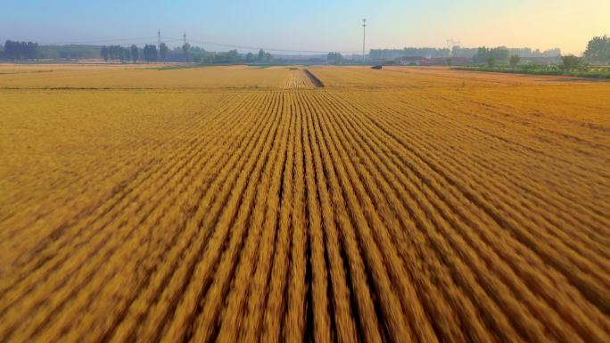 航拍小麦丰收 山东青岛小麦产区 唯美麦收