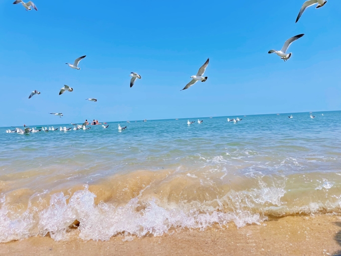 夏天海边海浪海鸥晴空万里潮水海边氛围感