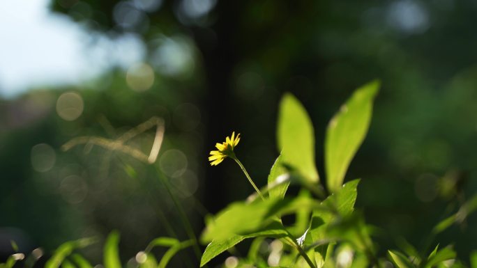 阳光 夏天 植物花卉阳光逆光思念空镜