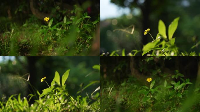 阳光 夏天 植物花卉阳光逆光思念空镜