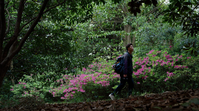 摄影漫步 森林漫步 人与自然