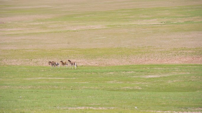 天然牧场 野驴打闹 野驴嬉戏 动物交流