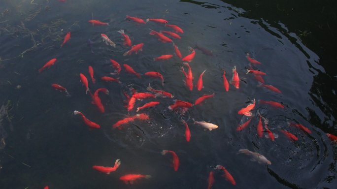 网师园清澈池水中的鱼群