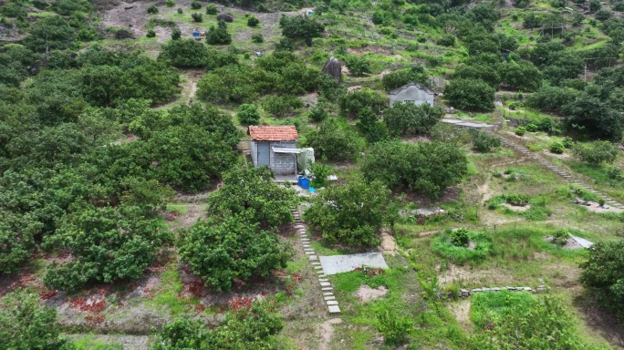 航拍台州仙居山村杨梅树林