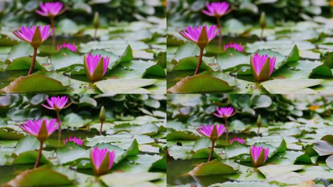 池塘里紫色盛开的睡莲4k50p