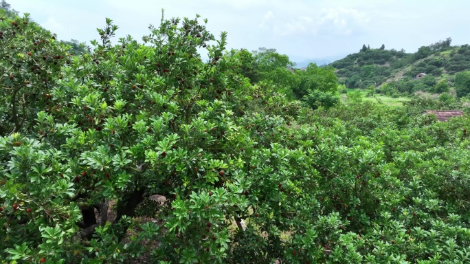 航拍台州仙居山村杨梅树林