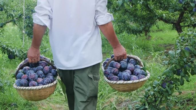 黑布林李子采摘