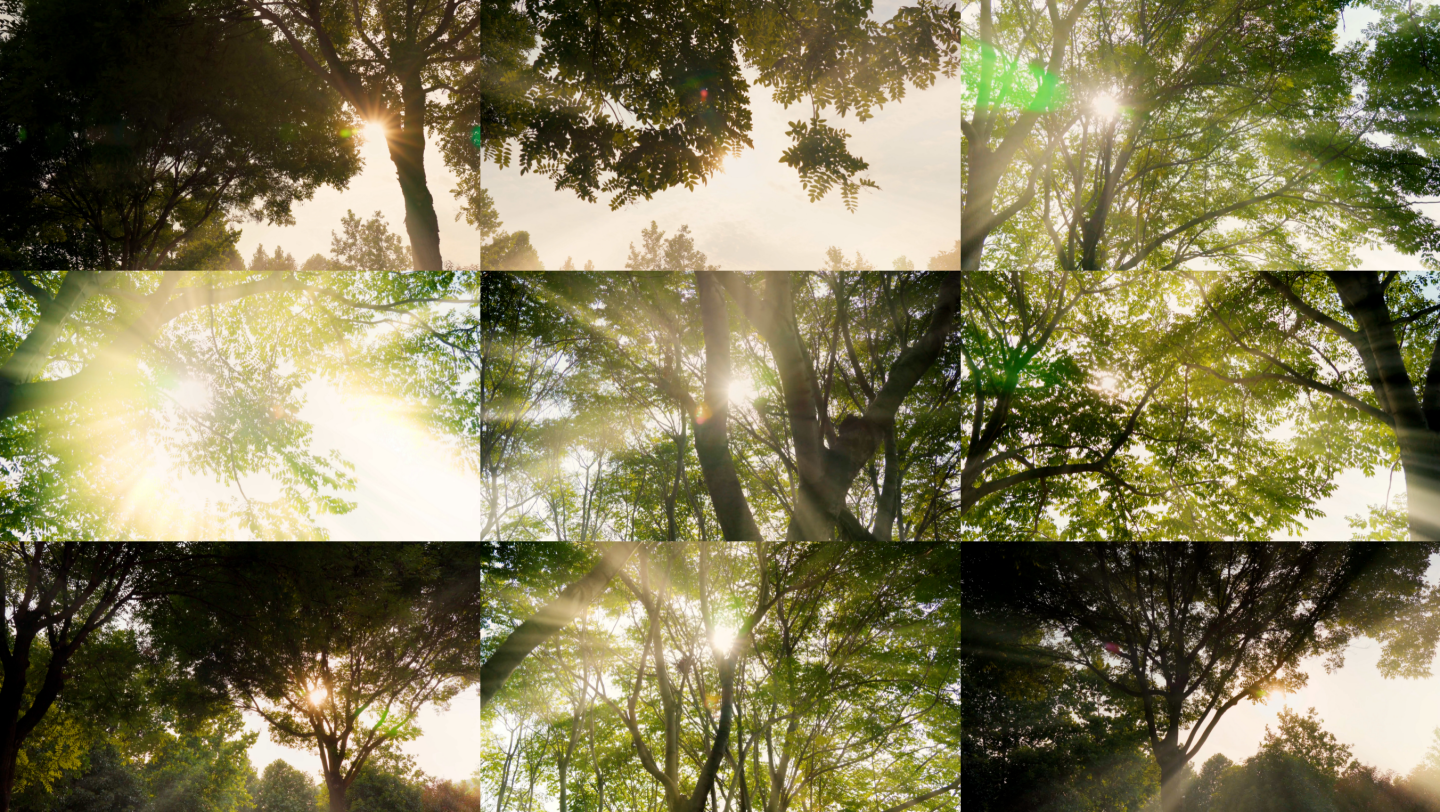 【4K】森林树林晨雾唯美光影大自然