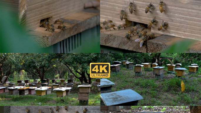 养蜂场蜜蜂养殖