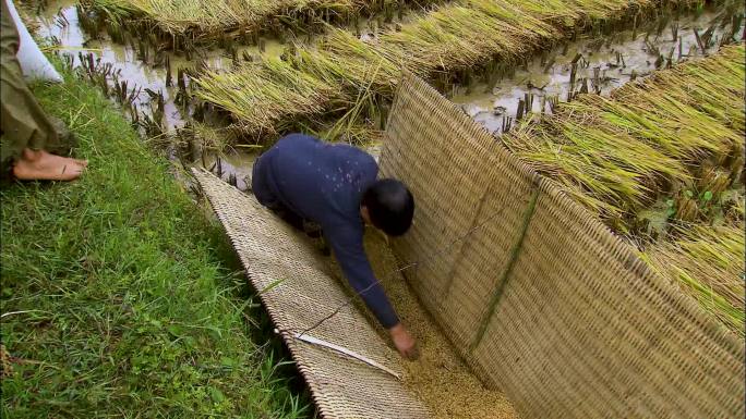 人工割稻 农民劳作 田间地头