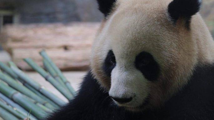 4K大熊猫成都熊猫谷