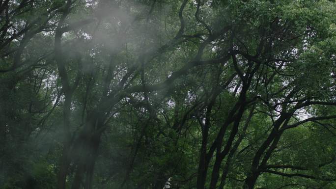 树林 雾