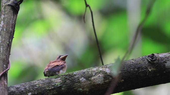寿带幼鸟在森林中梳理羽毛