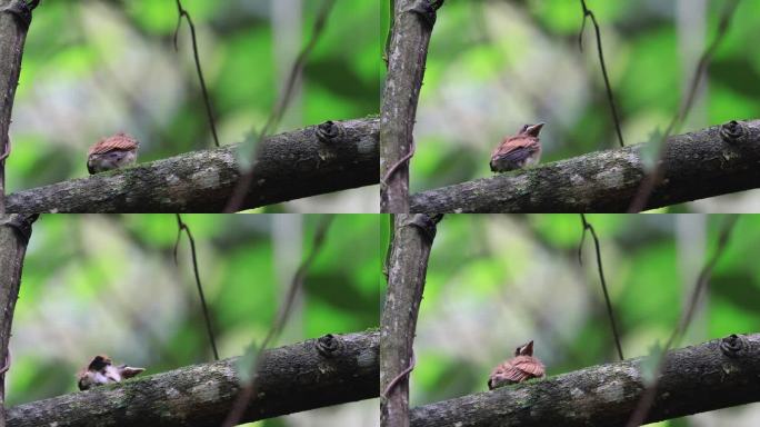 寿带幼鸟在森林中梳理羽毛