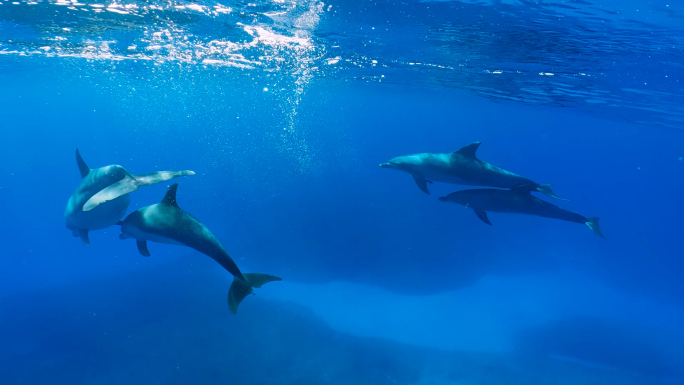 海豚潜水嬉戏游动自由翱翔海洋世界