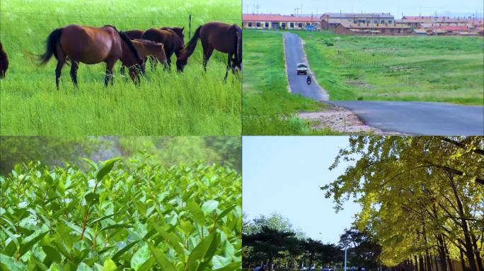 绿色树林 茶山风光 草原牛马