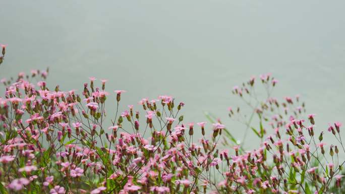 河边野花