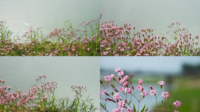 河边野花