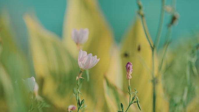 鲜花空镜头