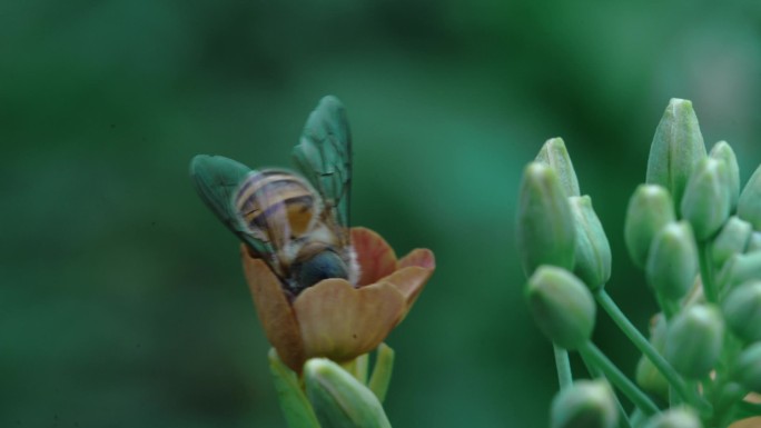 土蜂（中华小蜜蜂）采蜜归巢视频