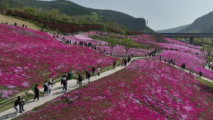 城市花海