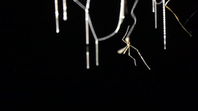 洞穴纳氏丝虫捕食蚊子慢镜头