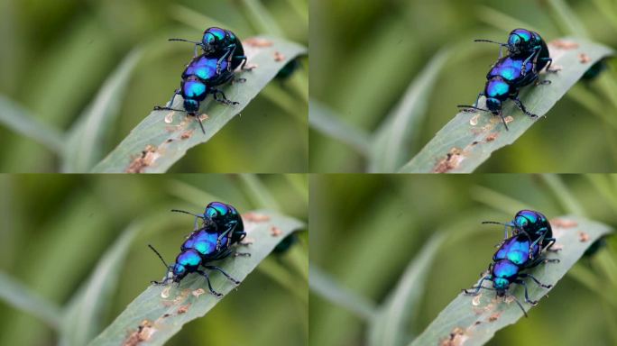 微距拍摄昆虫蓝蜣螂交尾