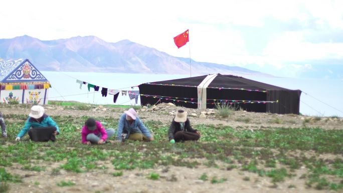 原始方式劳动 手动除草 双手和泥土