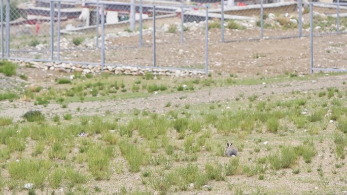 营养 草地上的兔子 新西兰兔