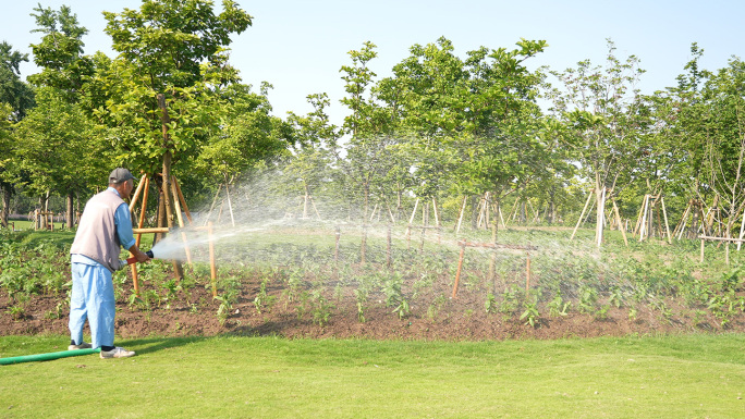 园林绿化养护工人浇水灌溉公园维护升格慢放