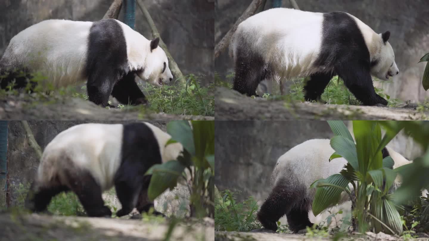 行走的大熊猫