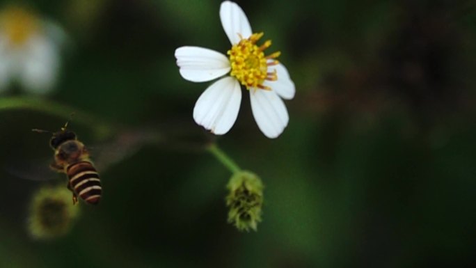 蜜蜂在白色花上采蜜