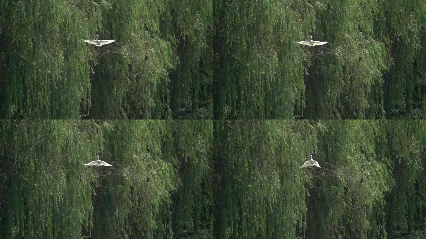 白鹭飞翔慢镜头