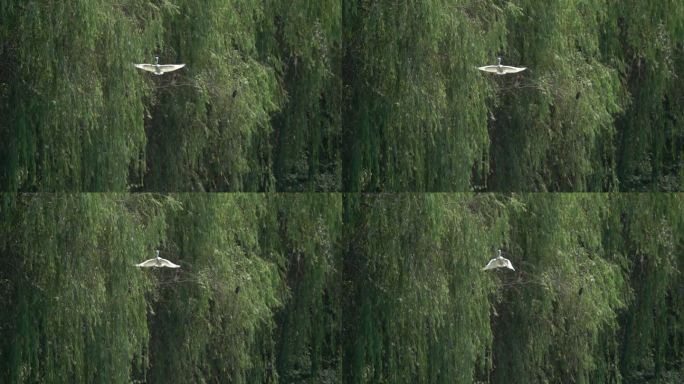 白鹭飞翔慢镜头
