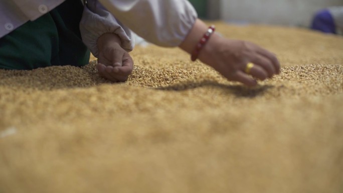 妇女在整理小麦 晾晒 挑选 白衣服女