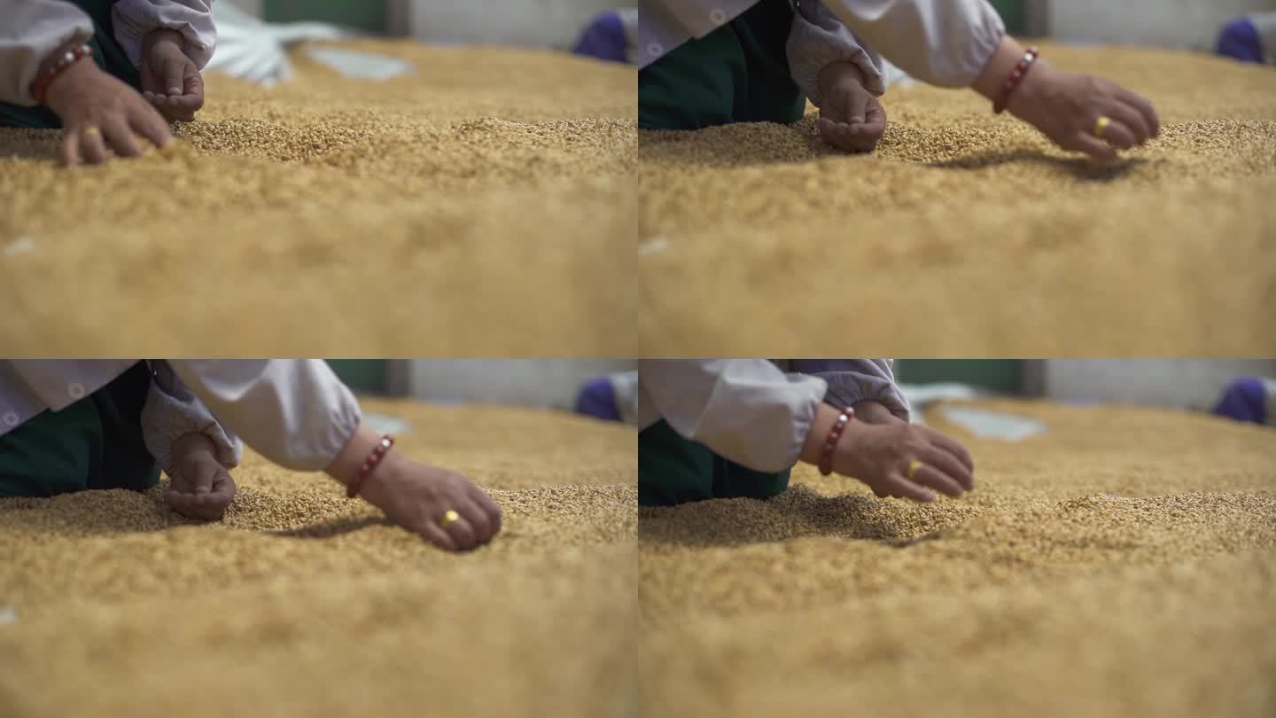 妇女在整理小麦 晾晒 挑选 白衣服女