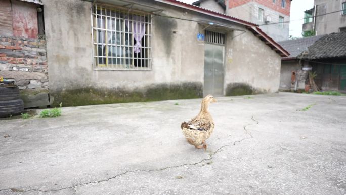 重庆江津区江津真武场客家人聚集地