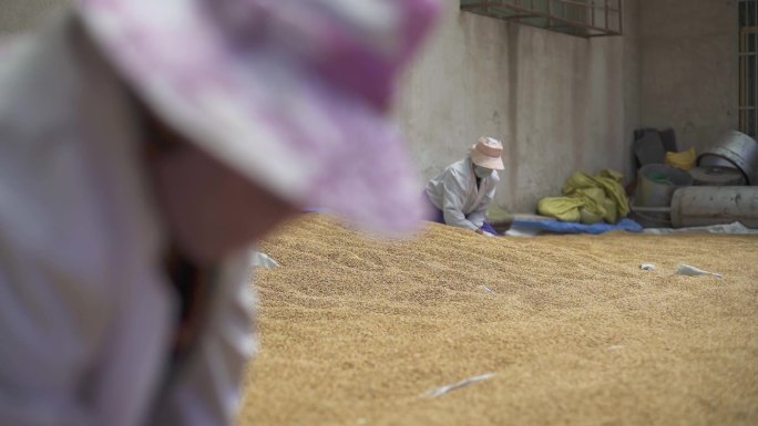 晒场 水稻 小麦 稻谷加工 农村晒小麦