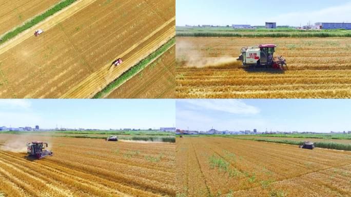【4K 】俯拍 小麦丰收  抢收场景