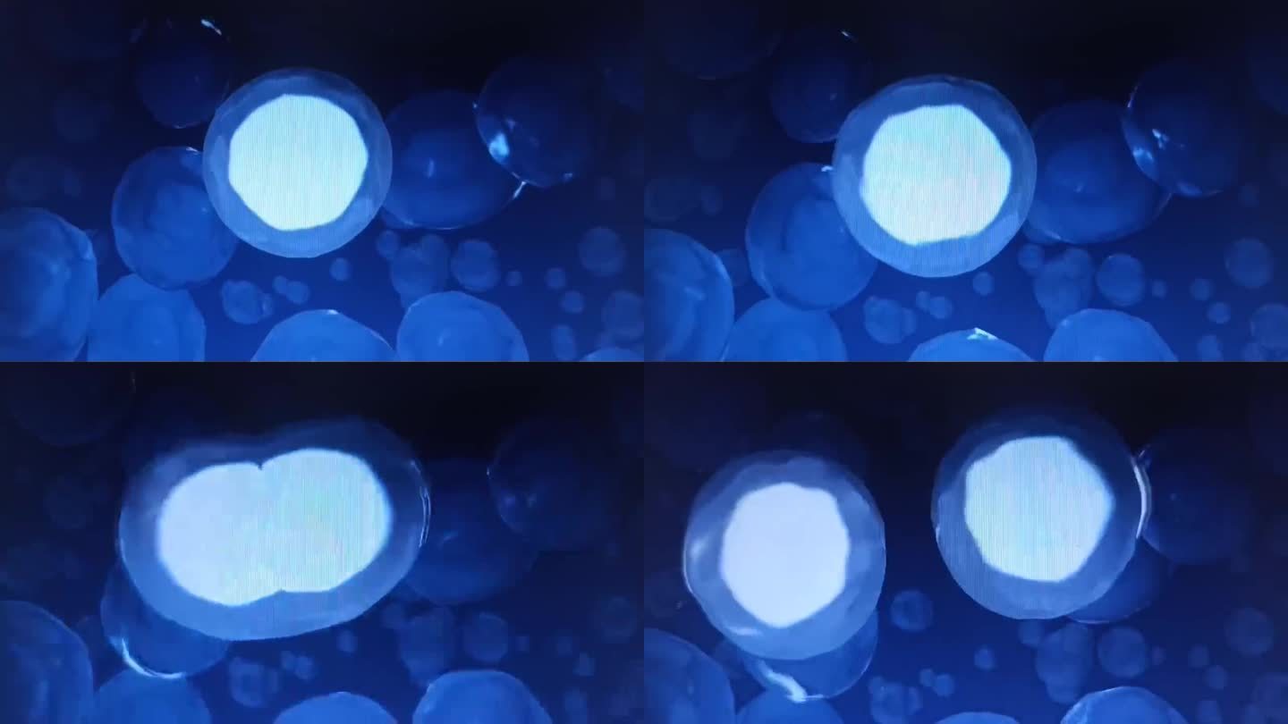 max动画场景演示细胞分裂过程