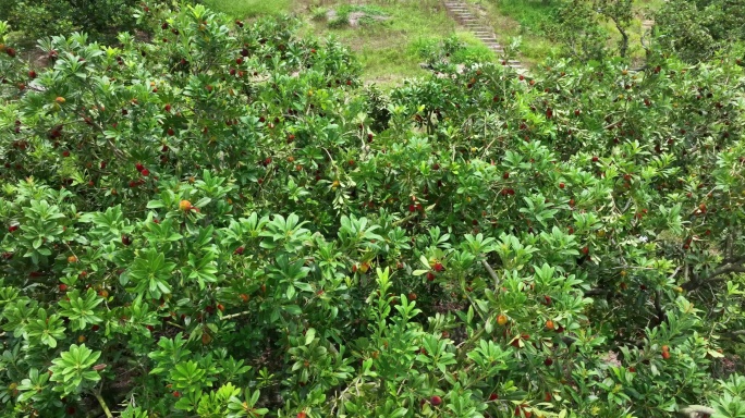 航拍台州仙居山村杨梅树林